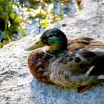 Duck!