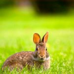 Easter Bunny Kills 9. Escapes.