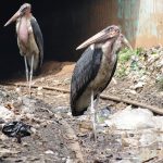 Kampala Scavengers