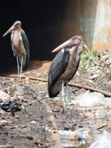 Kampala Scavengers