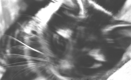 cat-01