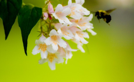 flowers and bee