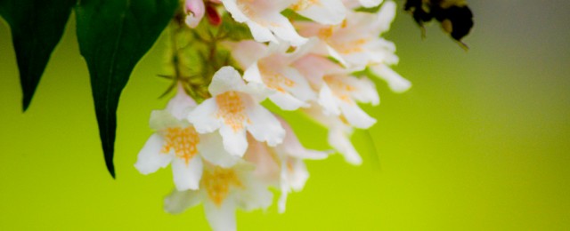 flowers and bee