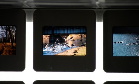 Kankakee birds slides