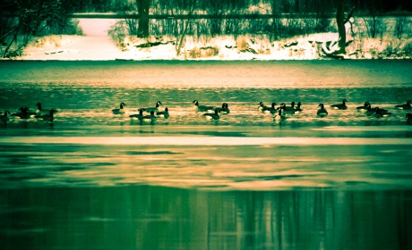 Skokie Lagoons ducks