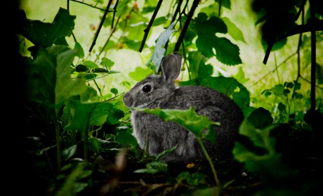 dust bunny
