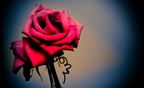 red rose