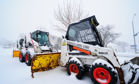 bobcats - snow - 004_web