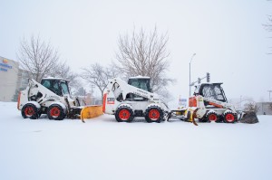 bobcats - snow - 009_web