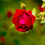 Adam With Eve – Part 2 Adam With Eve – Part 2