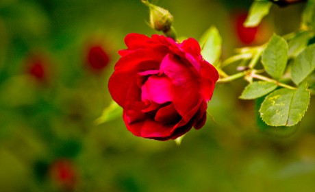 rose in garden